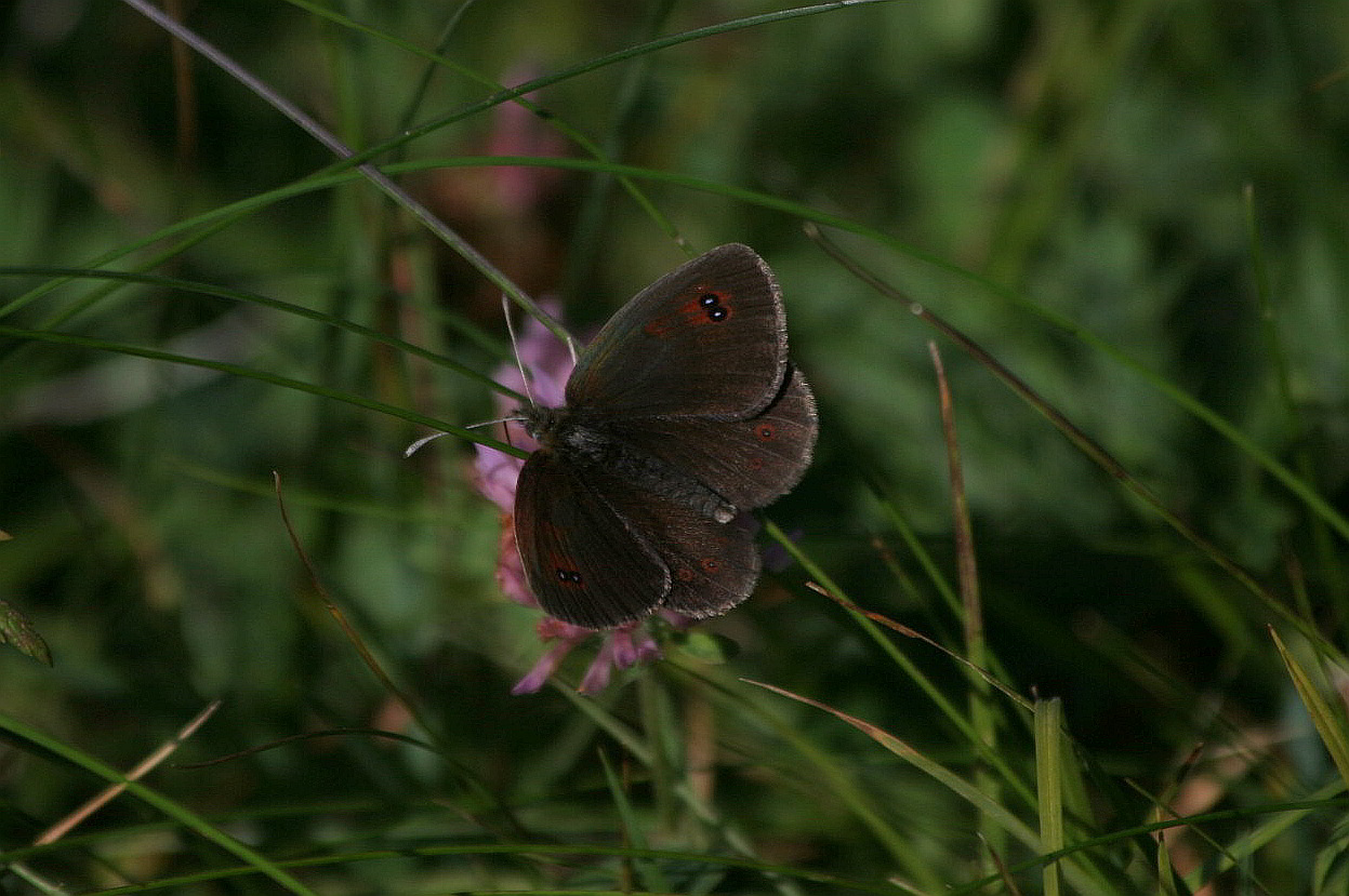 Erebia dal Monte Baldo
